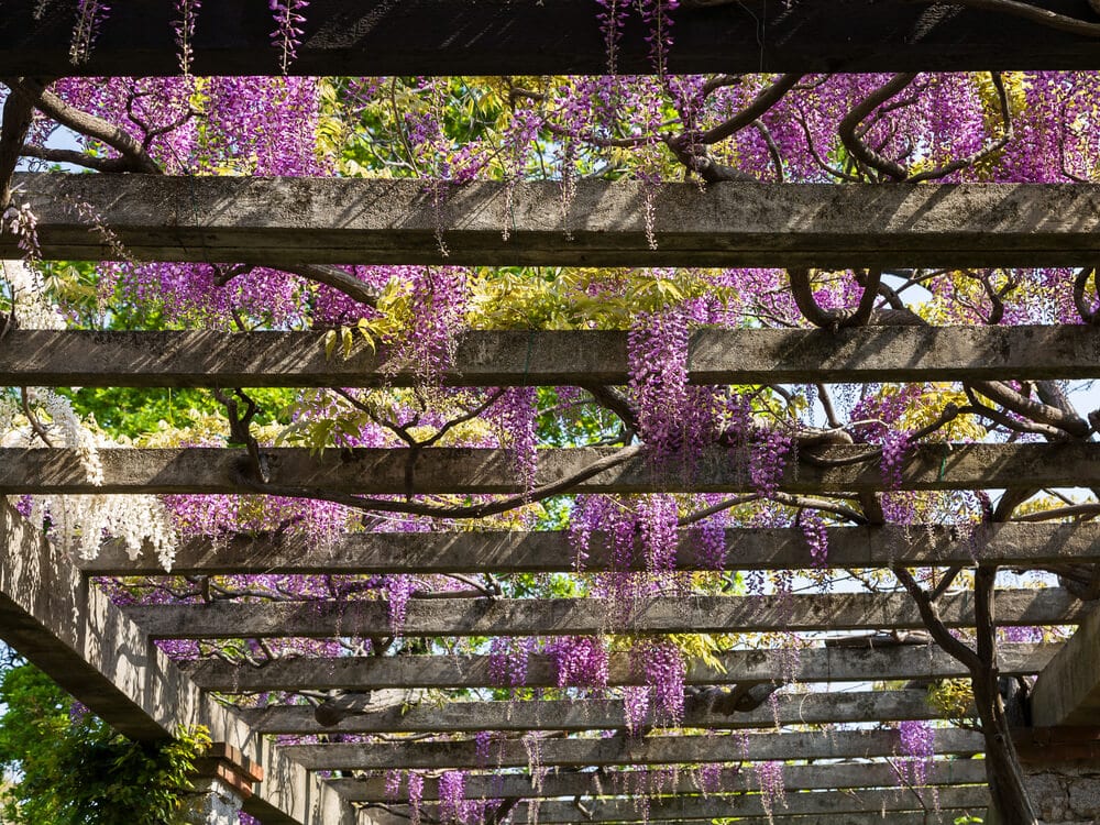 New Orleans pergola - Big Easy Landscaping