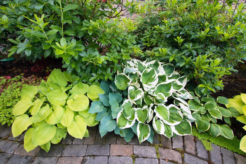 garden plants - Big Easy Landscaping