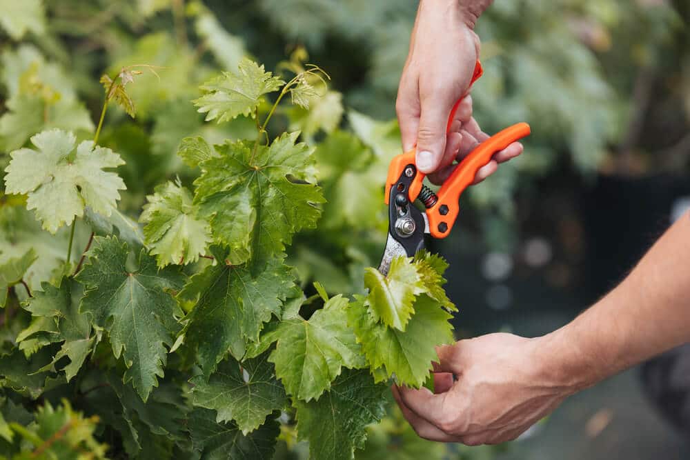 pruning plants - Big Easy Landscaping