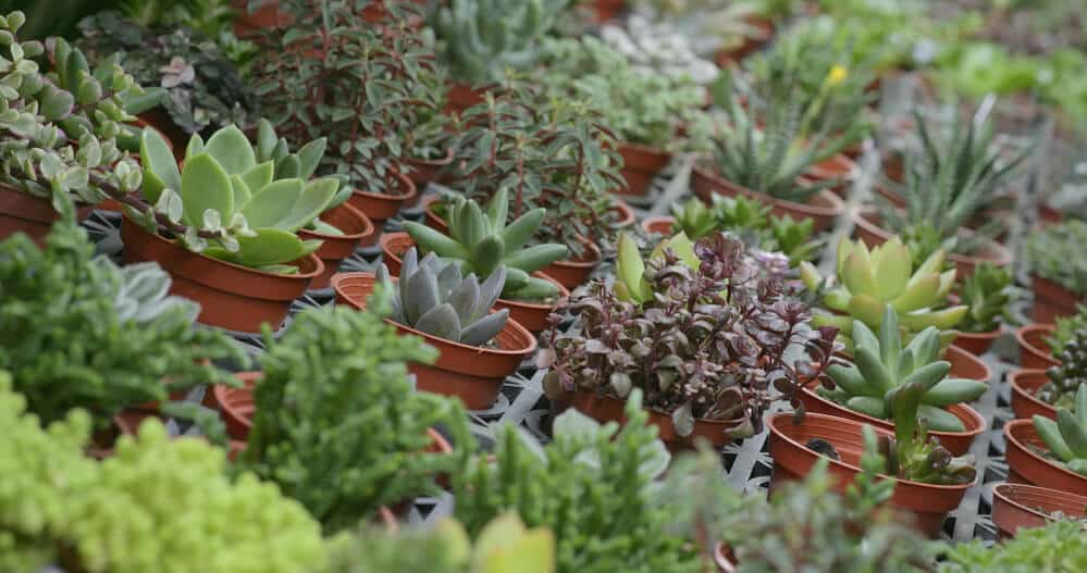 potted plants - Big Easy Landscaping