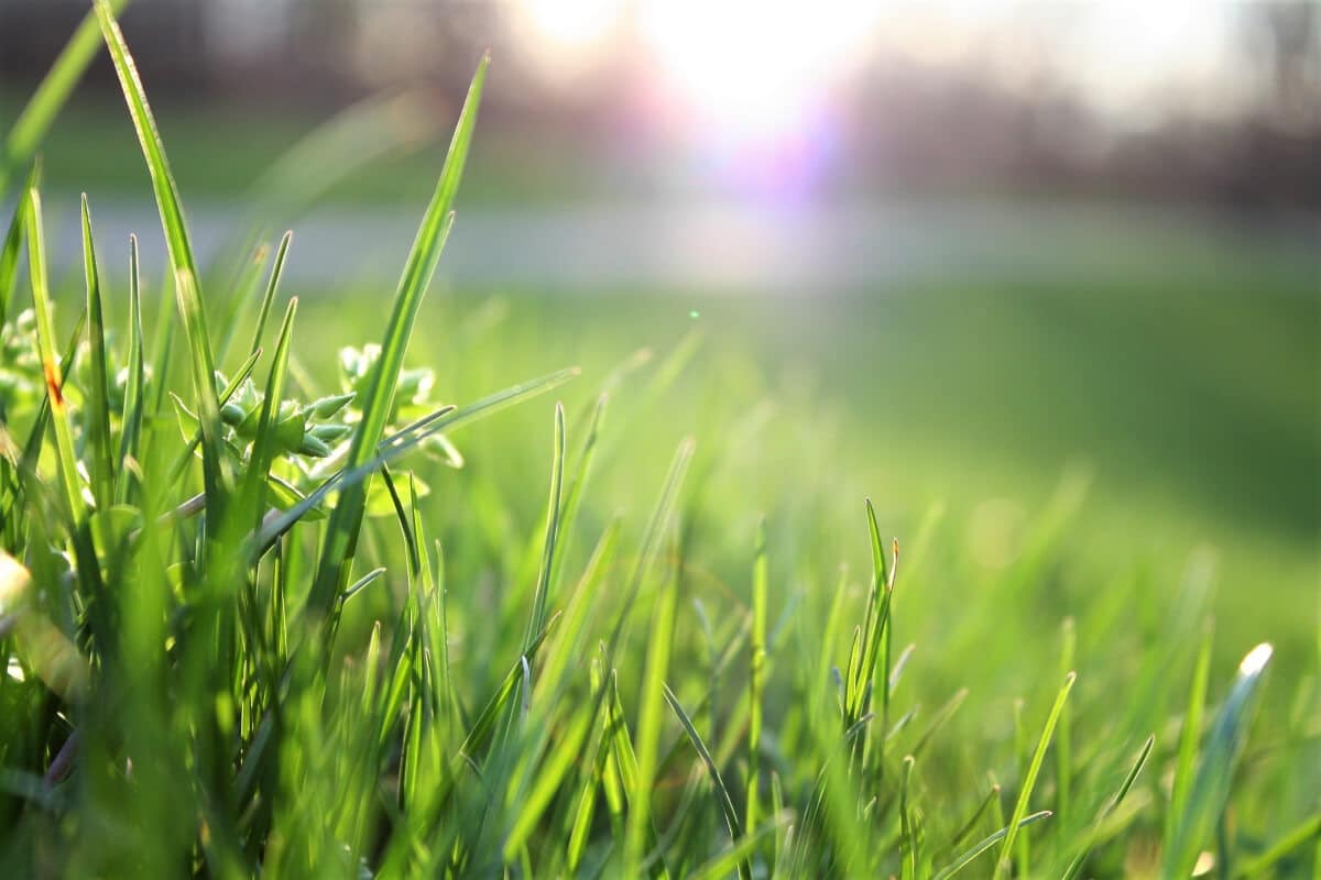 best lawn care practices new orleans