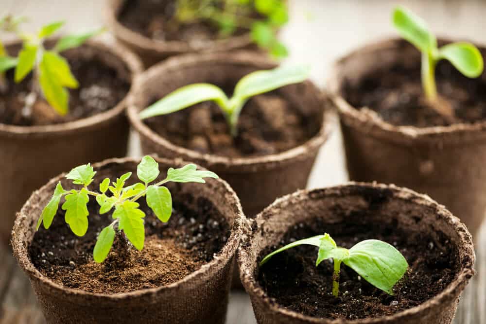 How to Build An Eco-Friendly Landscape: Your Road To Sustainable Living in New Orleans, LA