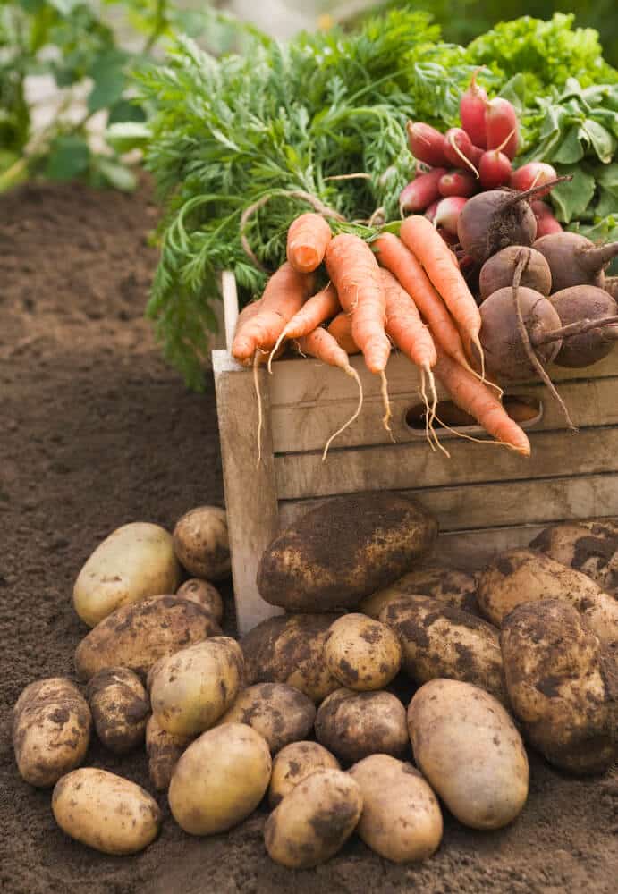 edible forest gardens