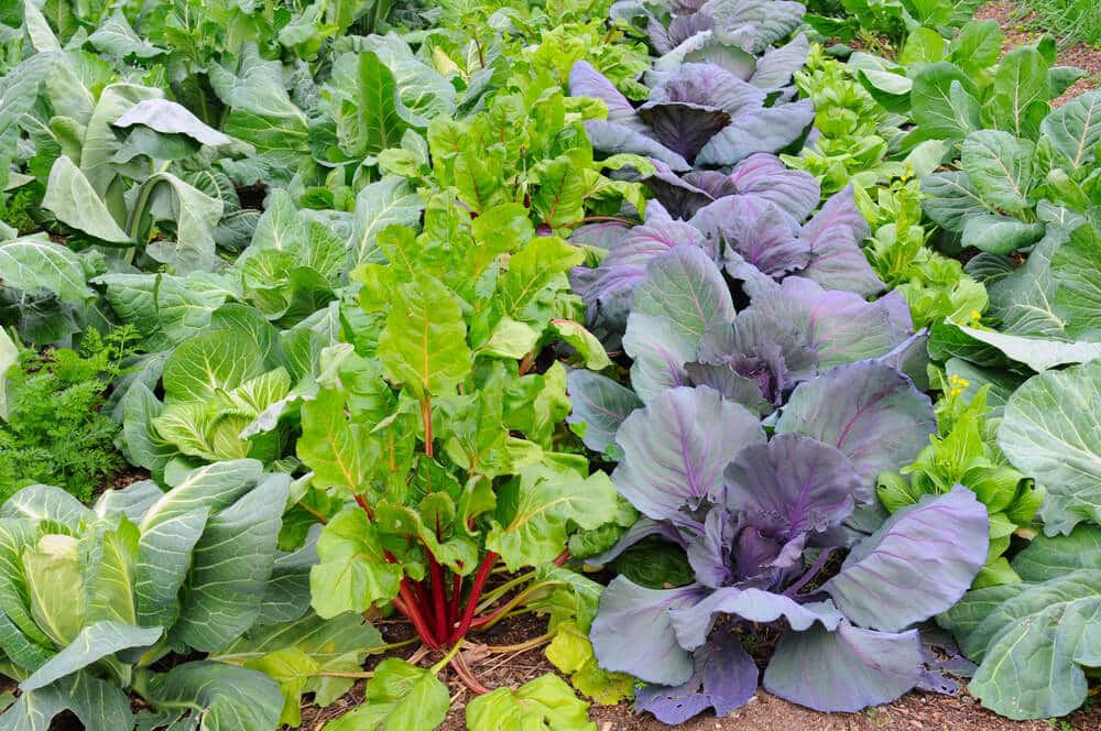 How to Create an Edible Garden: Guide & Tips To Get Your Started in New Orleans, LA