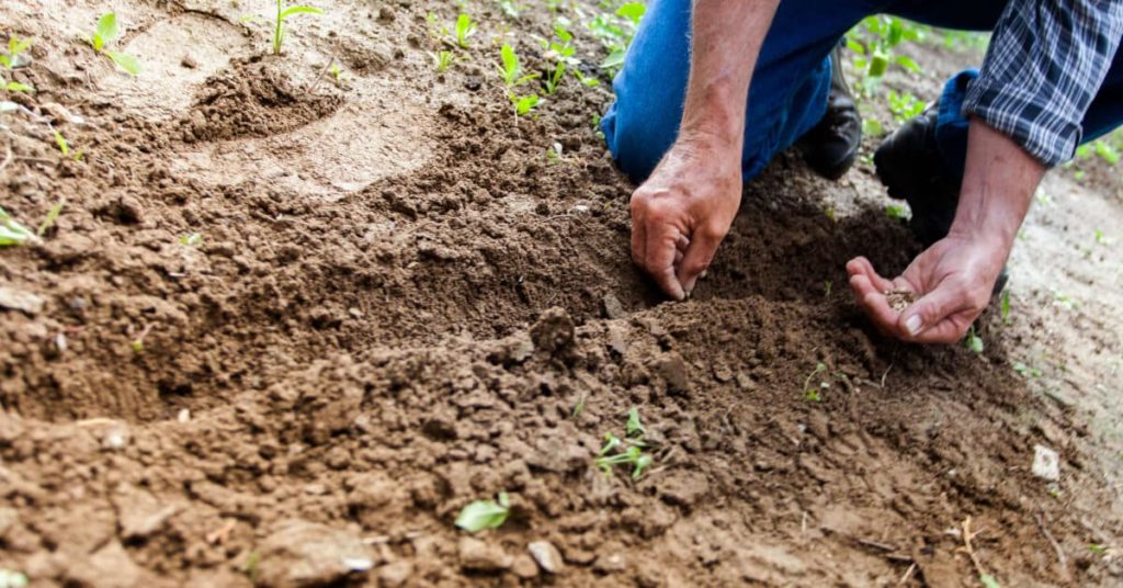 The Time Is Now: Make Gardening and Landscaping Your Hobby This COVID-19 in New Orleans, LA
