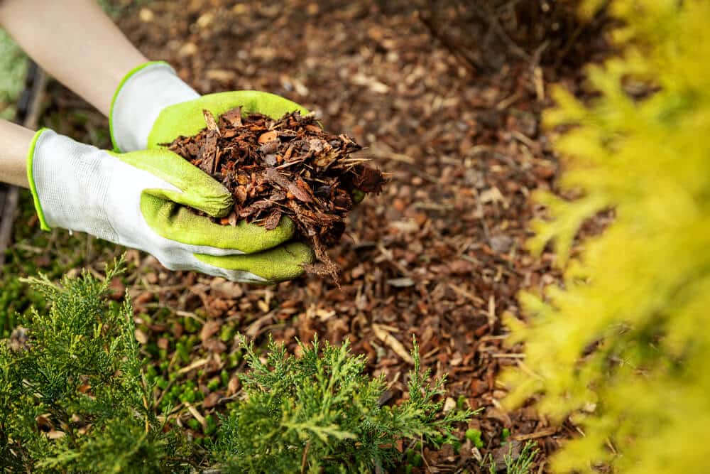Apply Mulch