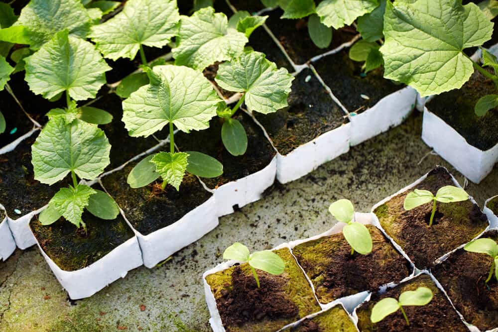Early Planting