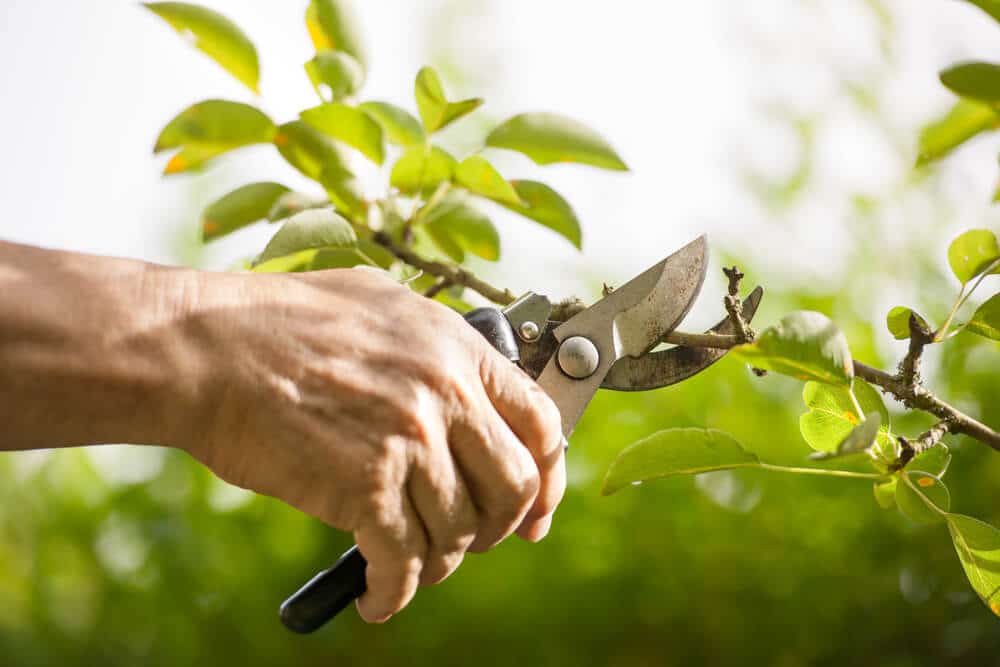 Prune
