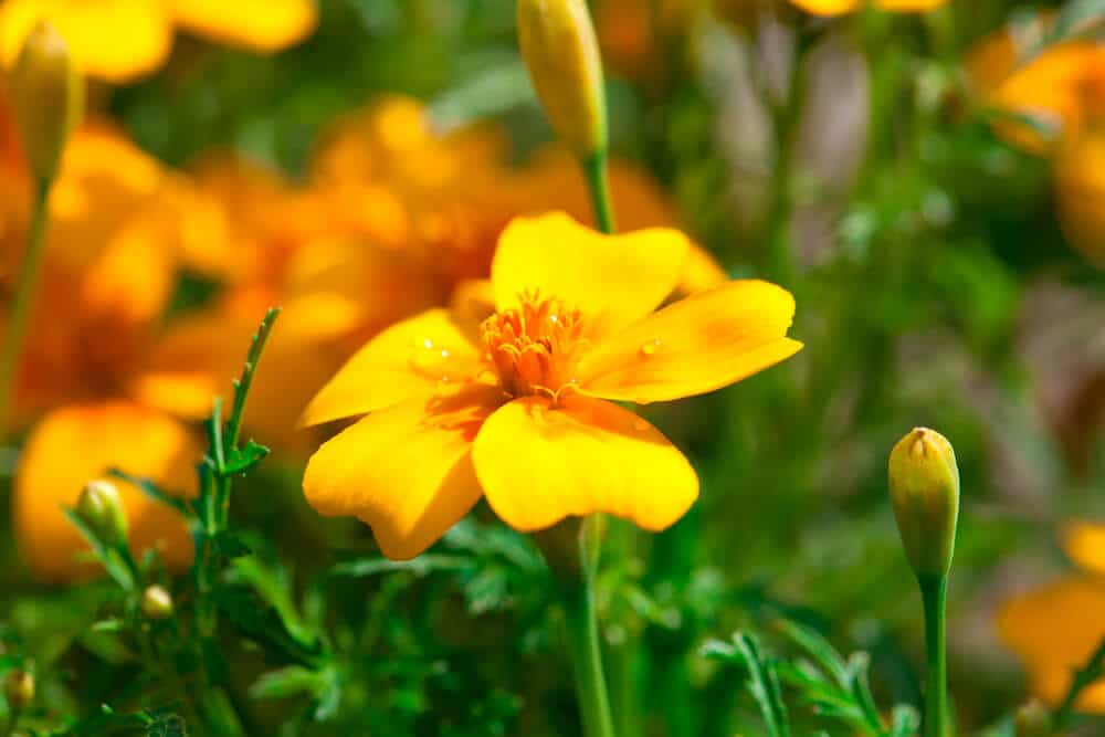 Budget small garden ideas - Perennial Plants