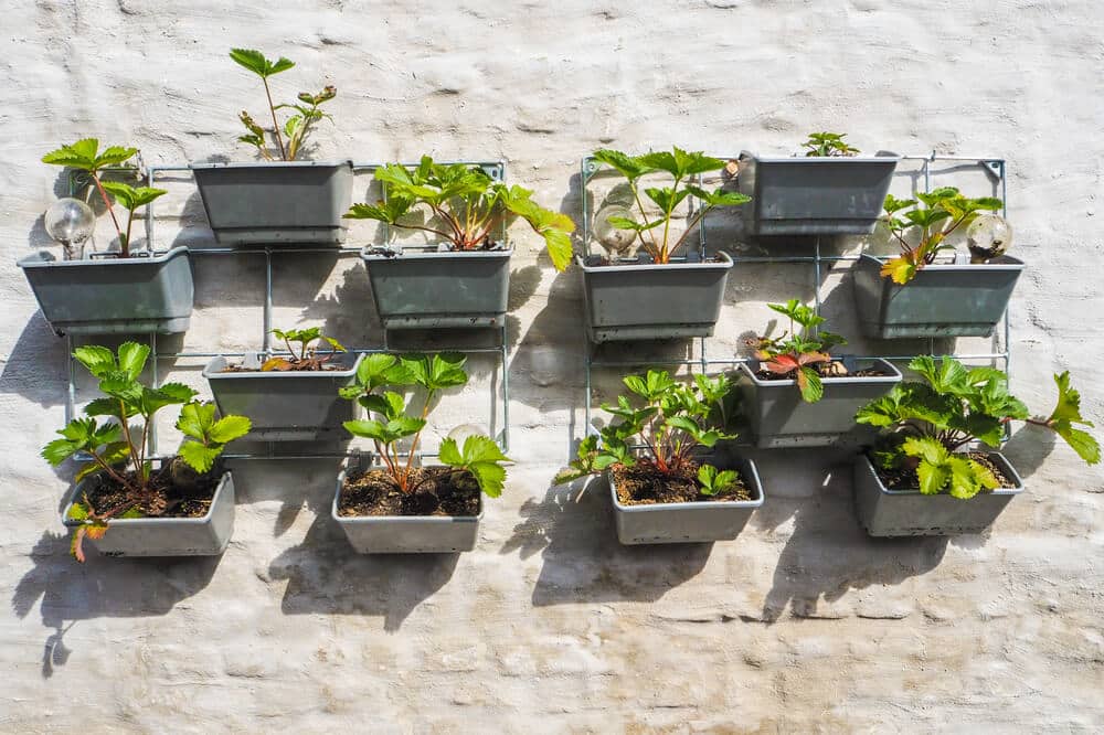 Potted-Plants-Designs-From-Big-Easy-Landscaping