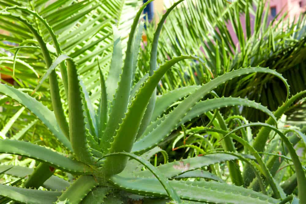 Aloe Vera Plants