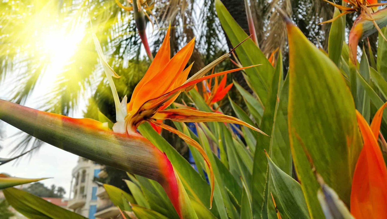 Landscaping Ideas With Birds of Paradise Big Easy Landscaping — free download
