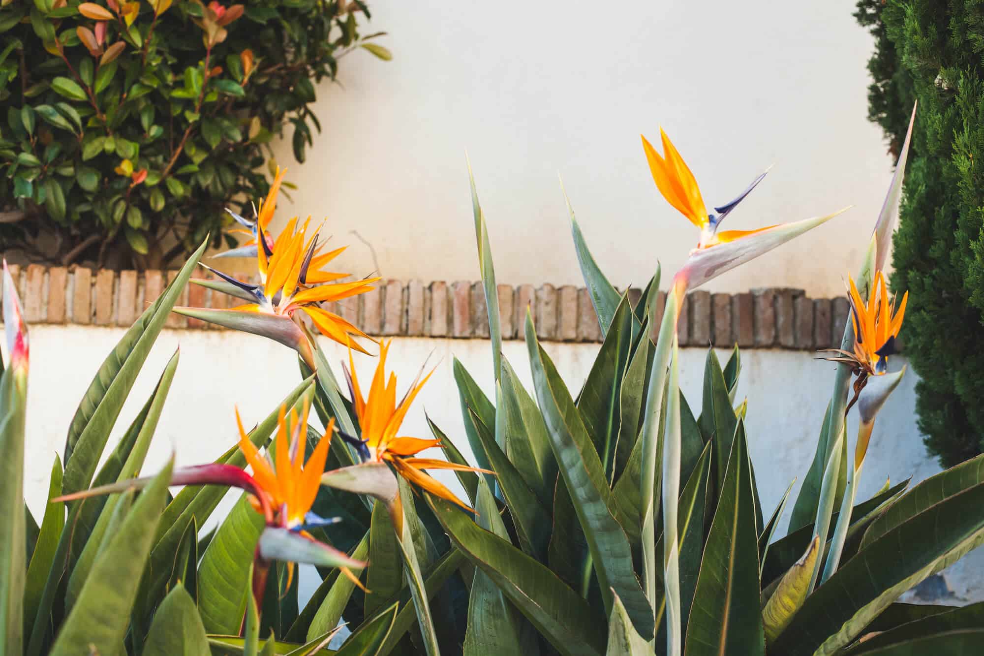 Landscaping Ideas With Birds of Paradise Big Easy Landscaping — free download