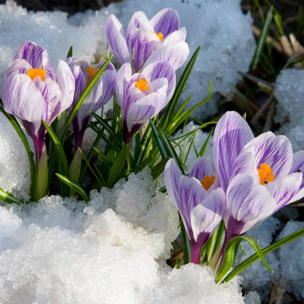 Shielding Your Garden from Jack Frost: Winter Landscape Protection Tips in New Orleans, LA