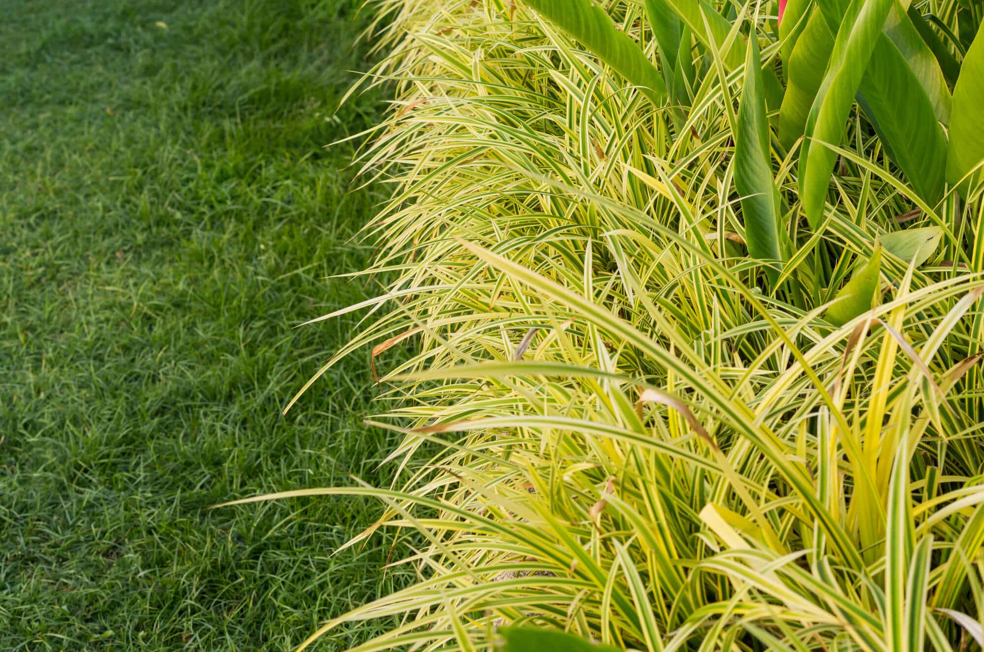 Ornamental Grass
