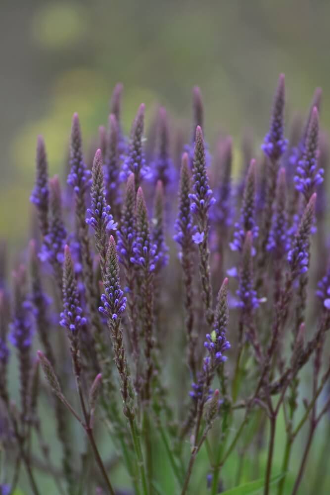 Blue Vervain