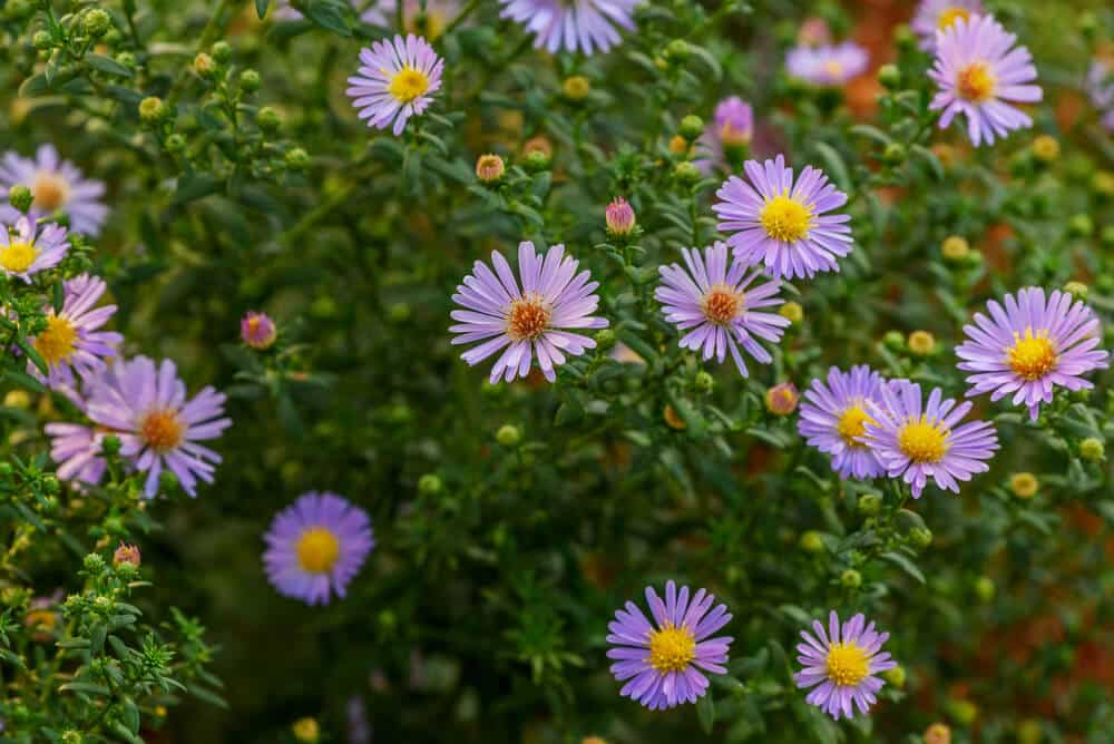 Smooth Blue Aster