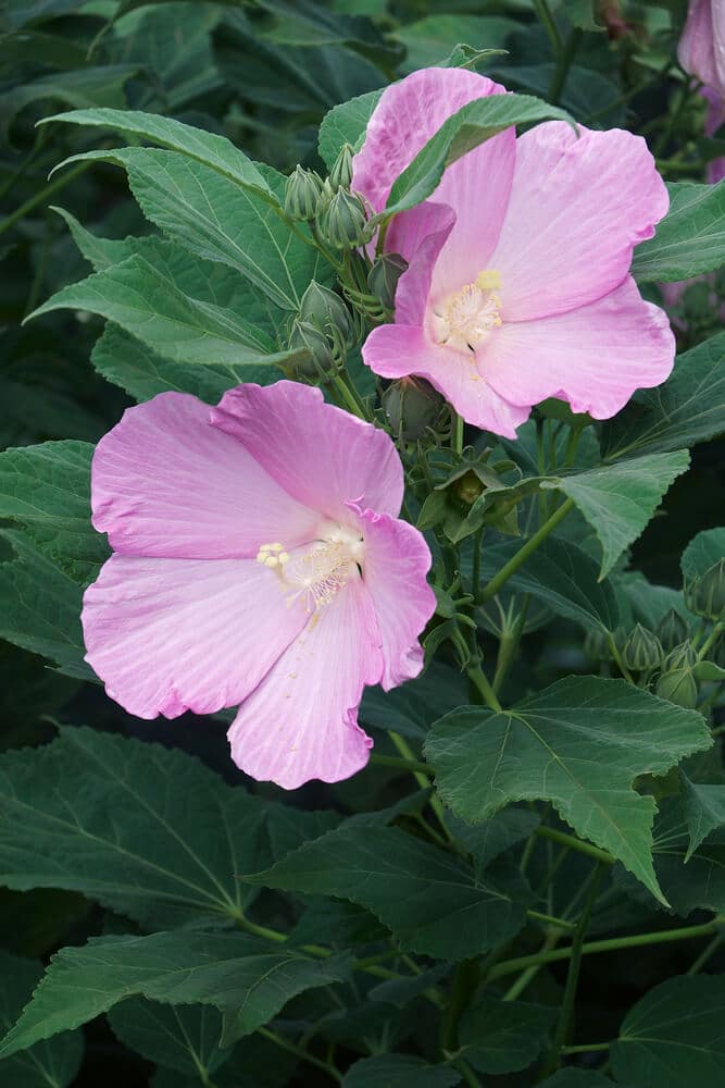 Swamp Rose Mallow