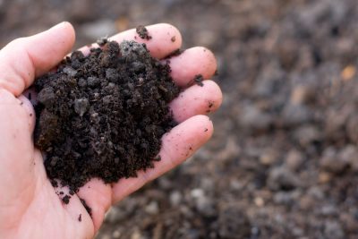 Handful of healthy soil