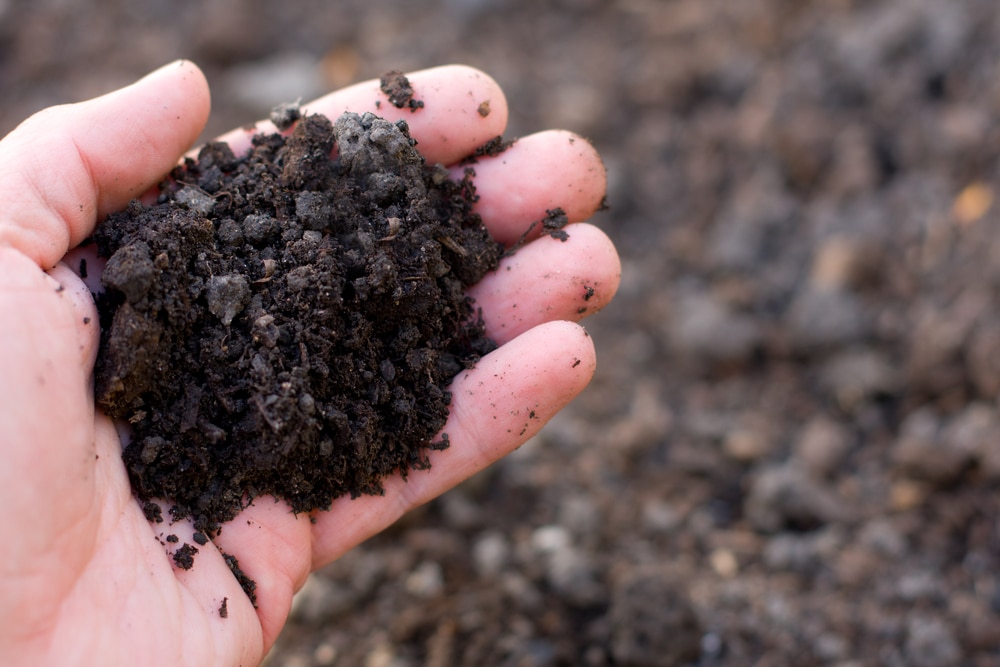 Handful of healthy soil