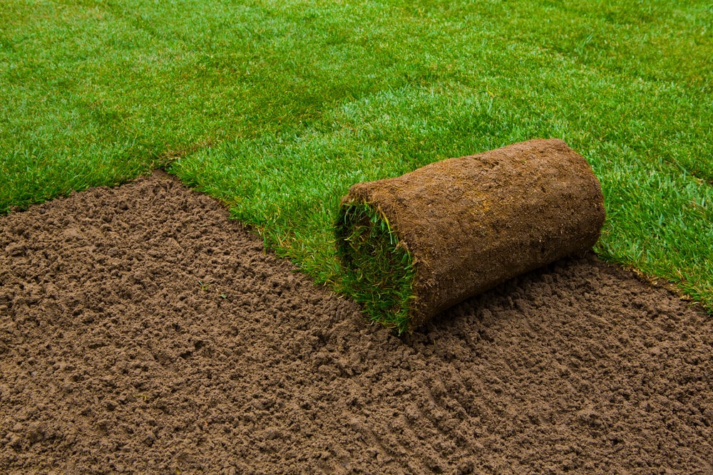How to Choose the Right Sod Type for New Orleans Weather