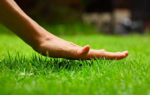 How to Keep Your Sod Alive Through a Drought in New Orleans, LA