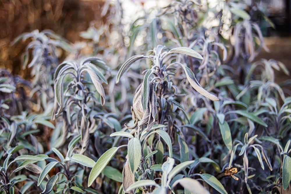 Salvia divinorum , sage of the diviners, ska mar a pastora, seer's sage, yerba de la pastora, just salvia Dry leaves after frost.. Sage leaves close-up. Spicy plants on the bed