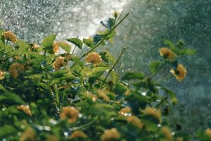 How to Create a Rain Garden in a Wet New Orleans Backyard