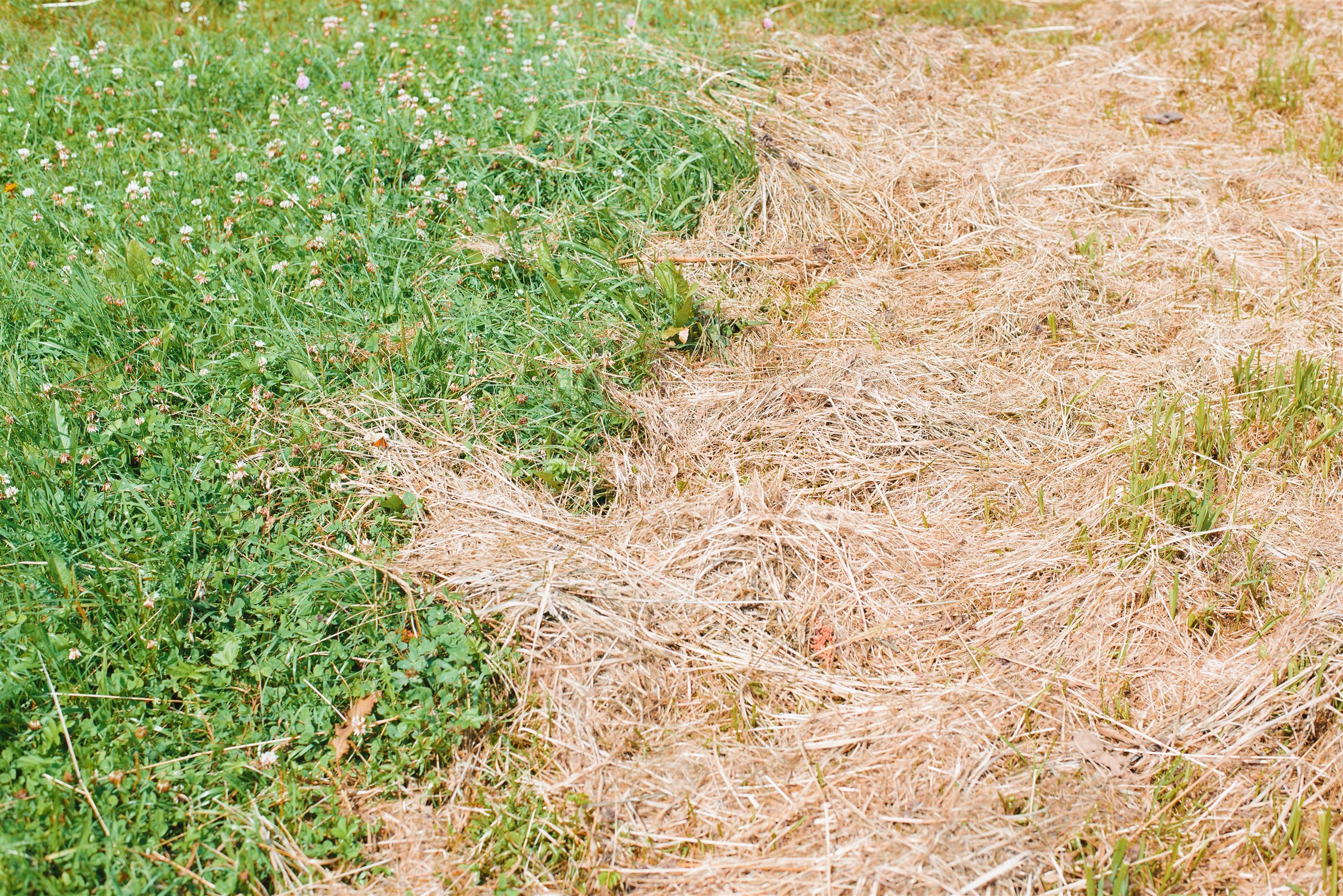Dry brown grass directly beside a patch of healthy green lawn