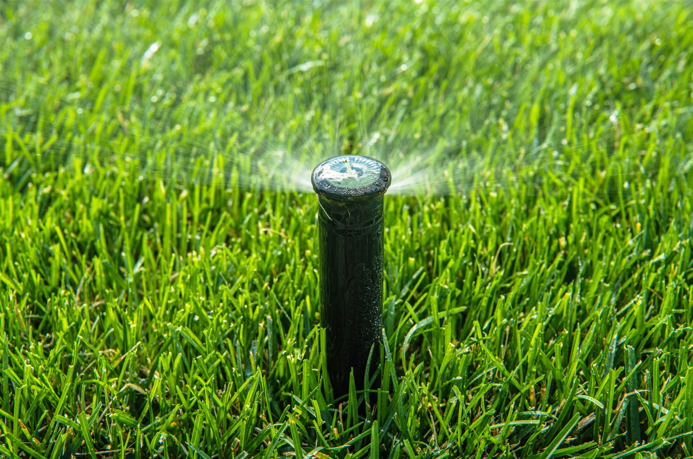 Pop-up sprinkler head extended above the grass while watering